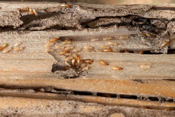 Best Termite Control Services  in Ben Bolt, TX