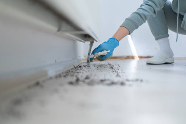 Best Affordable Pest Control Services  in Ben Bolt, TX